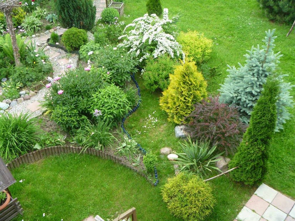 Декоративные хвойные растения для сада: 110 фото и видео описание как и где лучше садить в саду и на участке хвою