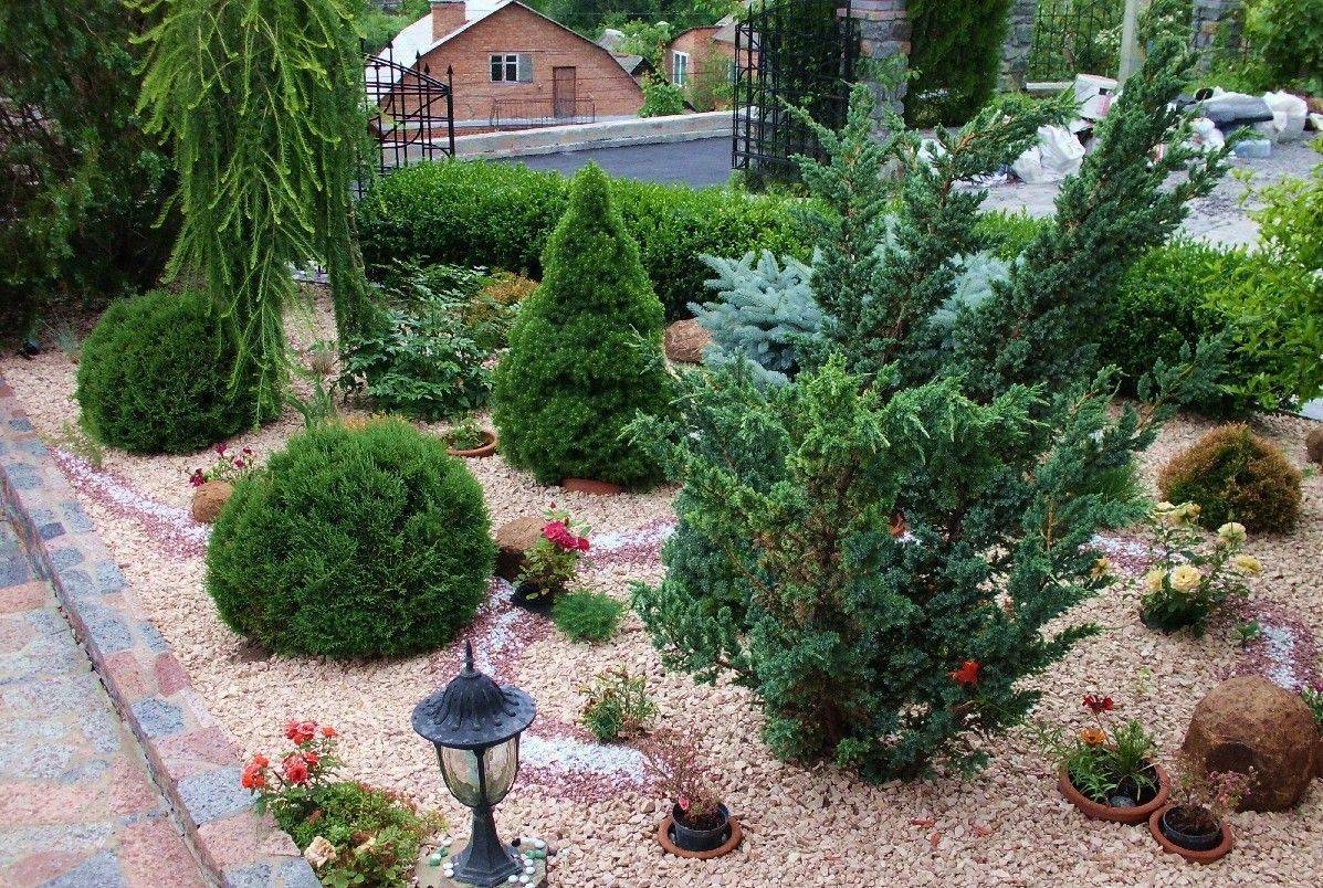 Хвойные растения для сада и дачи: фото с названиями, в том числе карликовые, тенелюбивые и другие