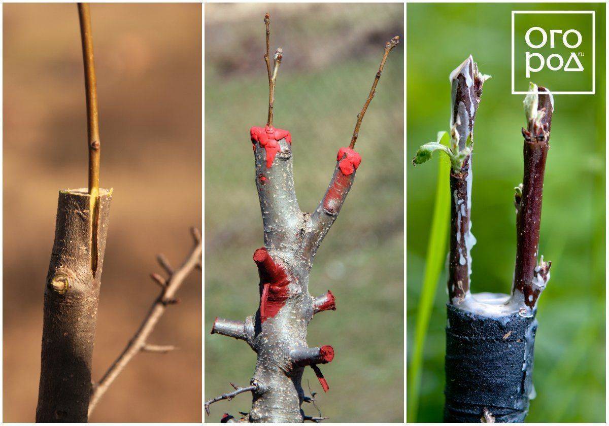 Прививка плодовых деревьев весной: способы и сроки прививки