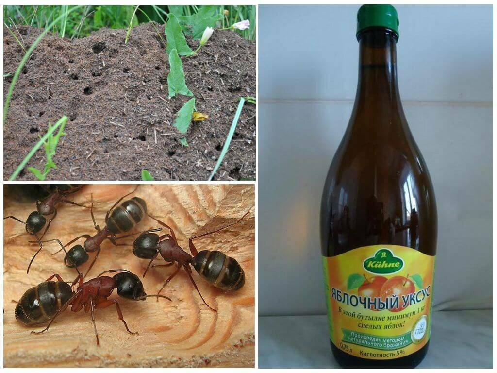 Как народными средствами избавиться от муравьев в огороде