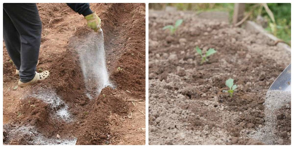 Как и зачем проводят известкование почвы на грядках и в саду