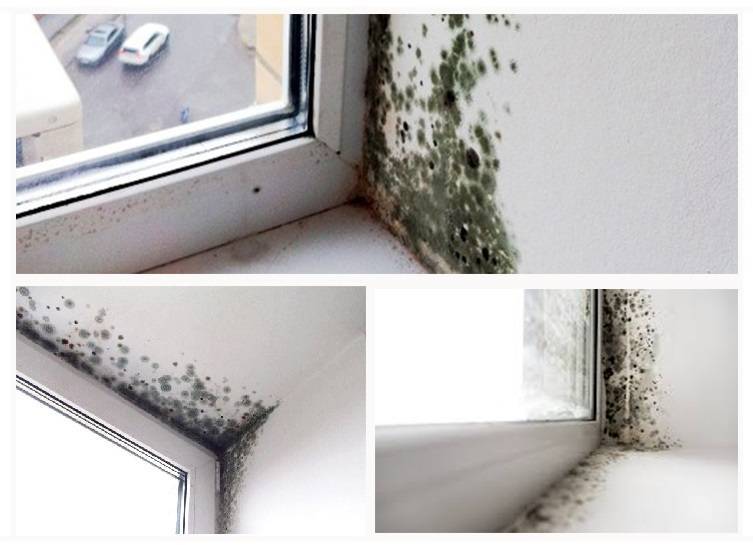 Как убрать плесень с окна (пластикового и деревянного), а также подоконника в квартире и оконных откосов: рецепты и средства для применения в домашних условиях