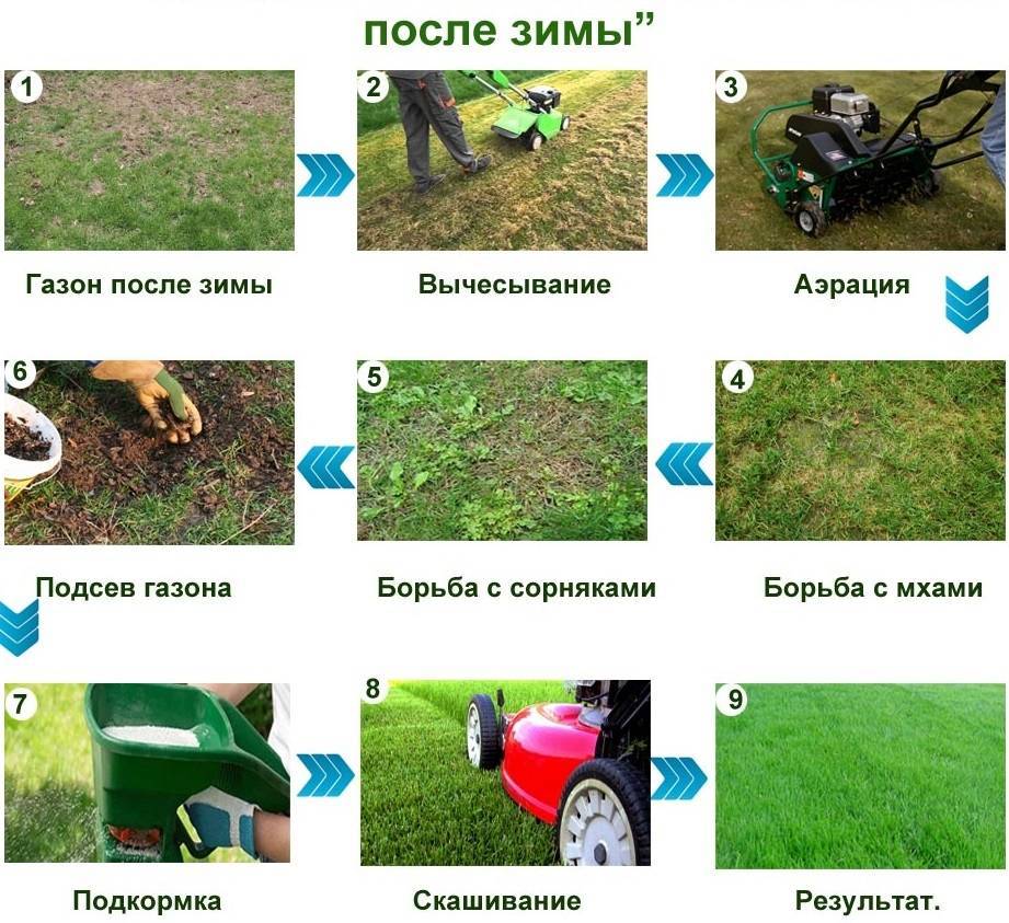 Как посадить газонную траву для ленивых на участке: состав газонной смеси «ленивец», правила посадки и ухода своими руками
