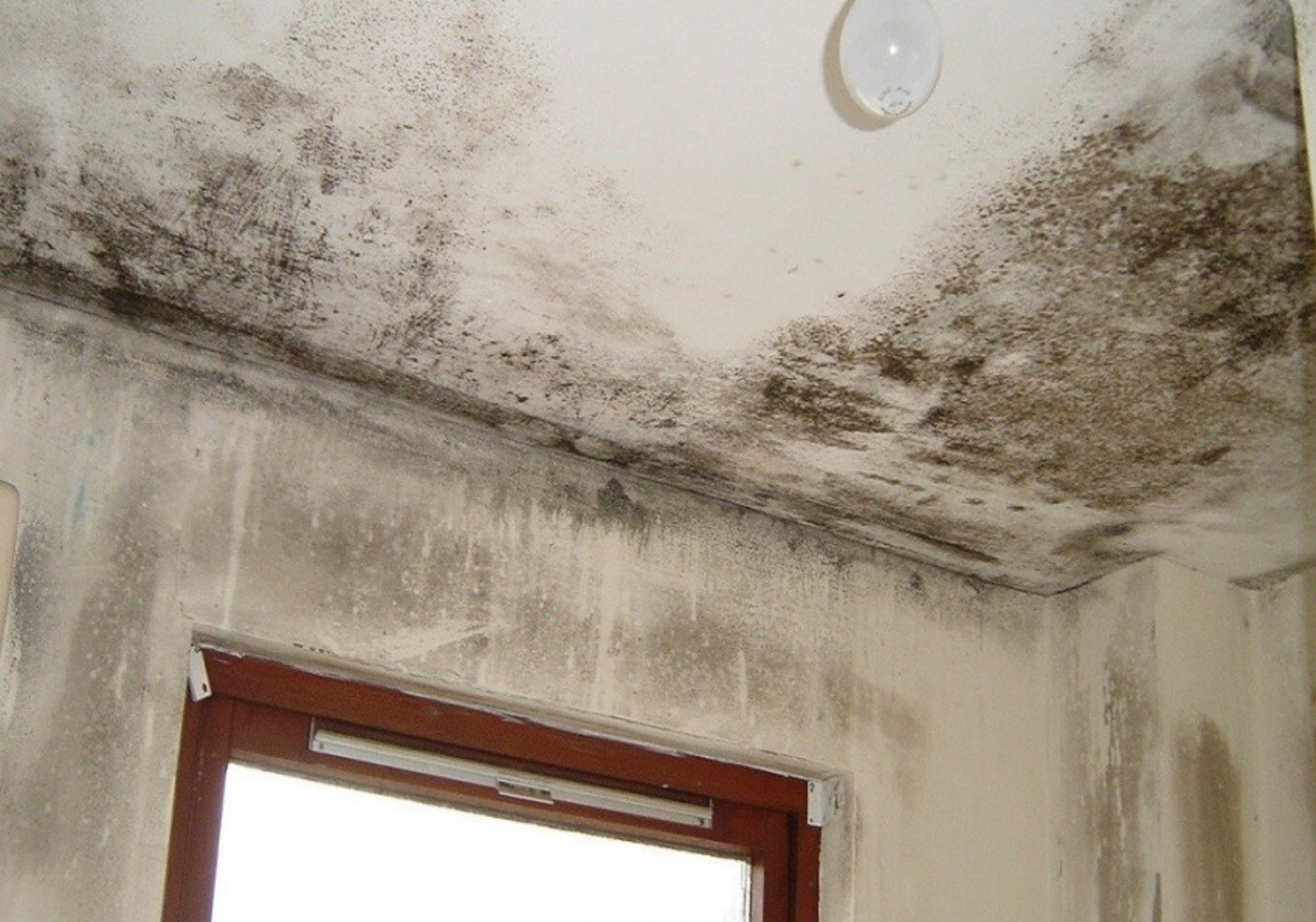 Плесень и грибок на потолке - причины появления, методы борьбы