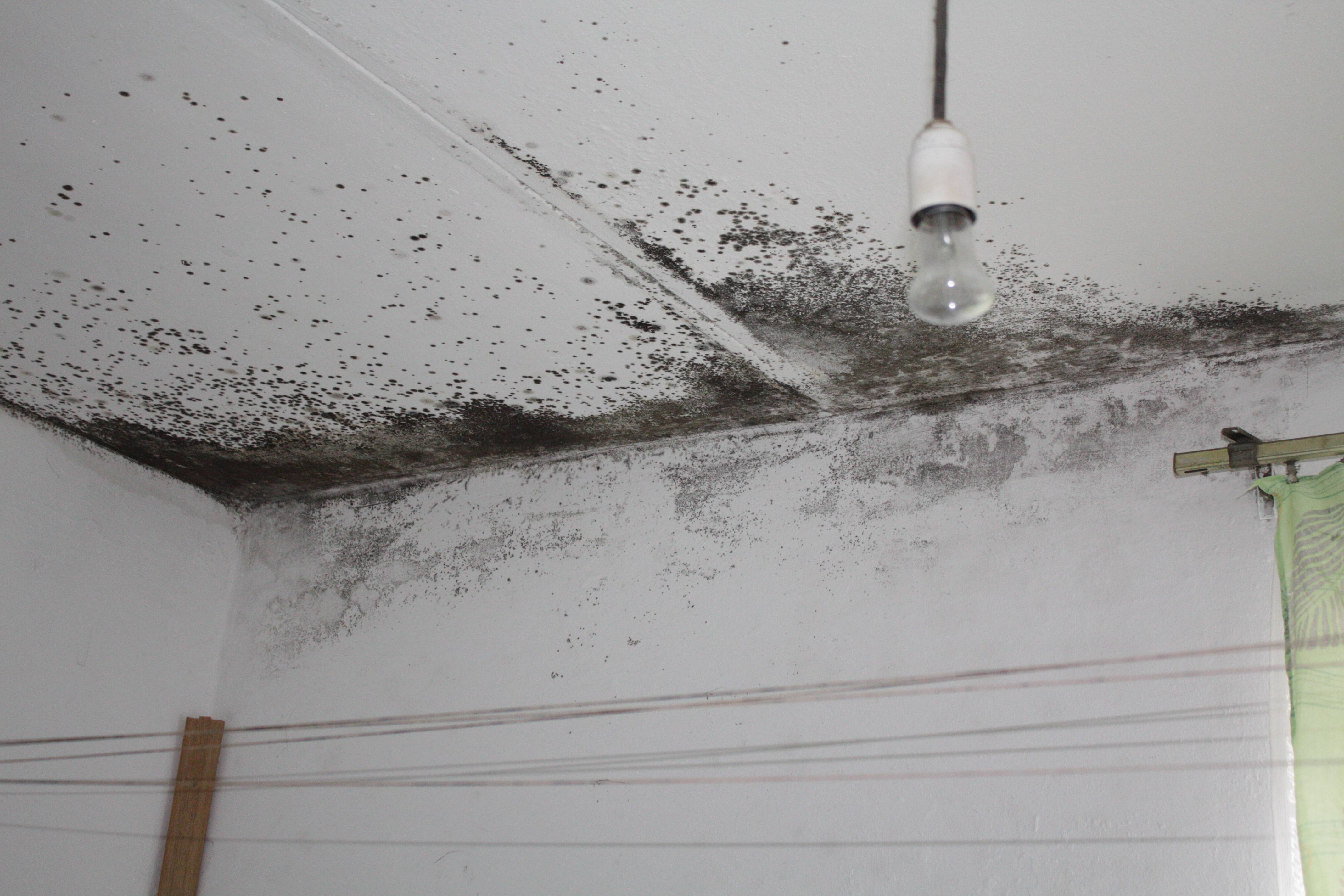 Плесень в ванной на потолке: грибок, черные пятна, как избавиться, народные средства, виды, опасности