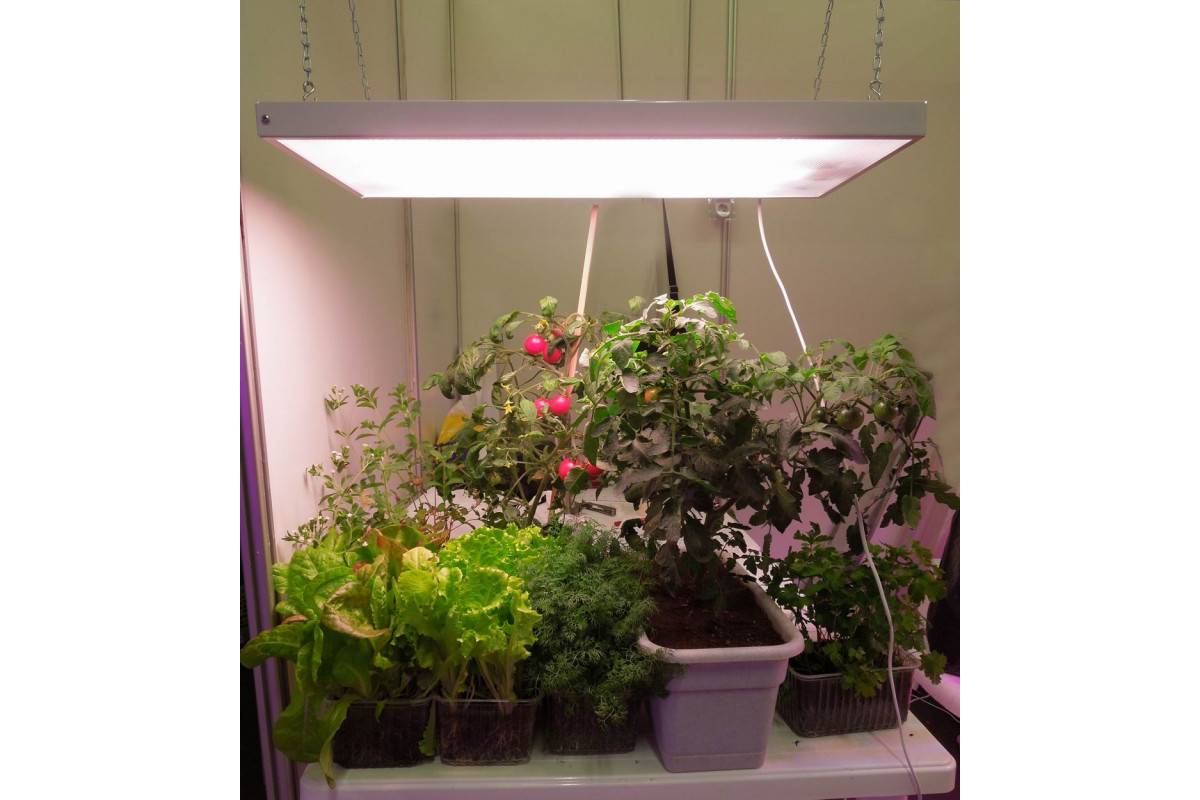 Фитолампы для растений: для чего нужны и как их выбрать, могут ли быть вредны, самостоятельная сборка светильника