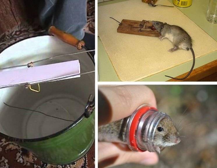 Как сделать ловушку для крыс: фото лучших самодельных крысоловок