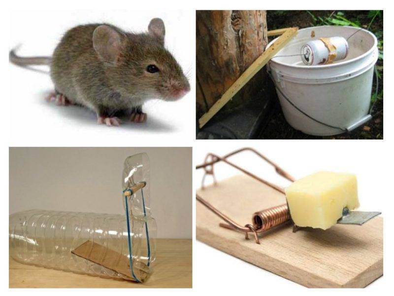 Мыши в доме: как избавиться навсегда, эффективные средства от мышей