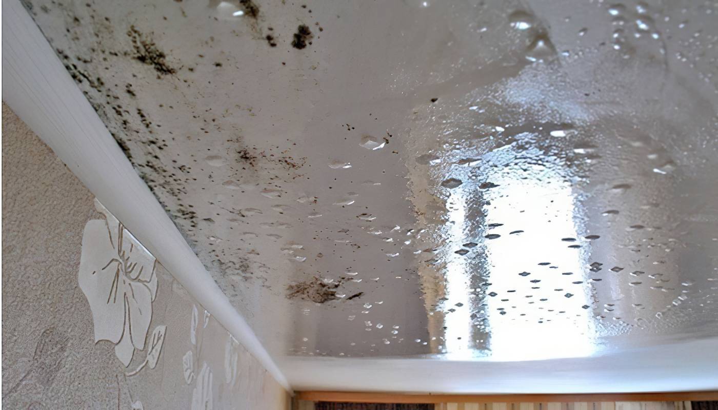 Грибок на потолке: как избавиться и быстро убрать с потолка и стен в квартире