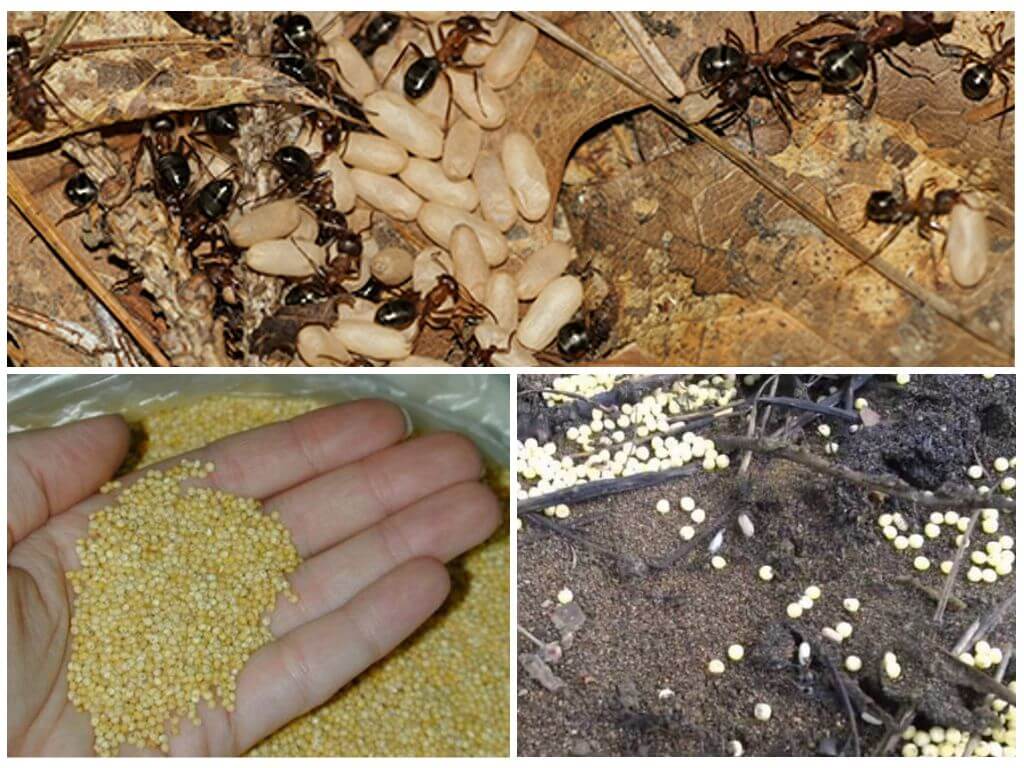 Как избавиться от муравьев на огороде — проверенные методы