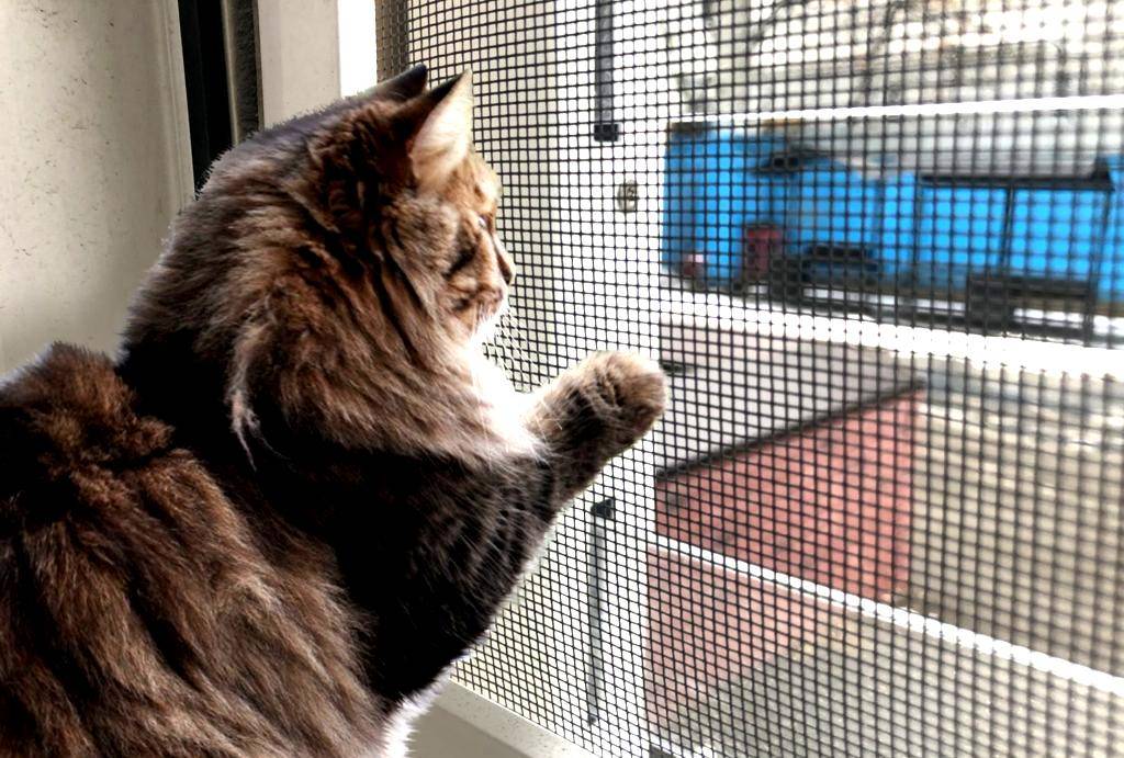 «антикошка»: сетка на окно для защиты домашних питомцев – советы по ремонту
