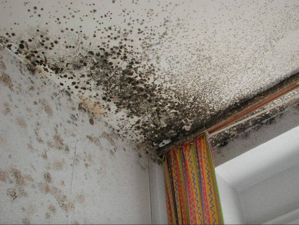 Как избавиться от плесени в ванной комнате и чем обработать грибок на потолке