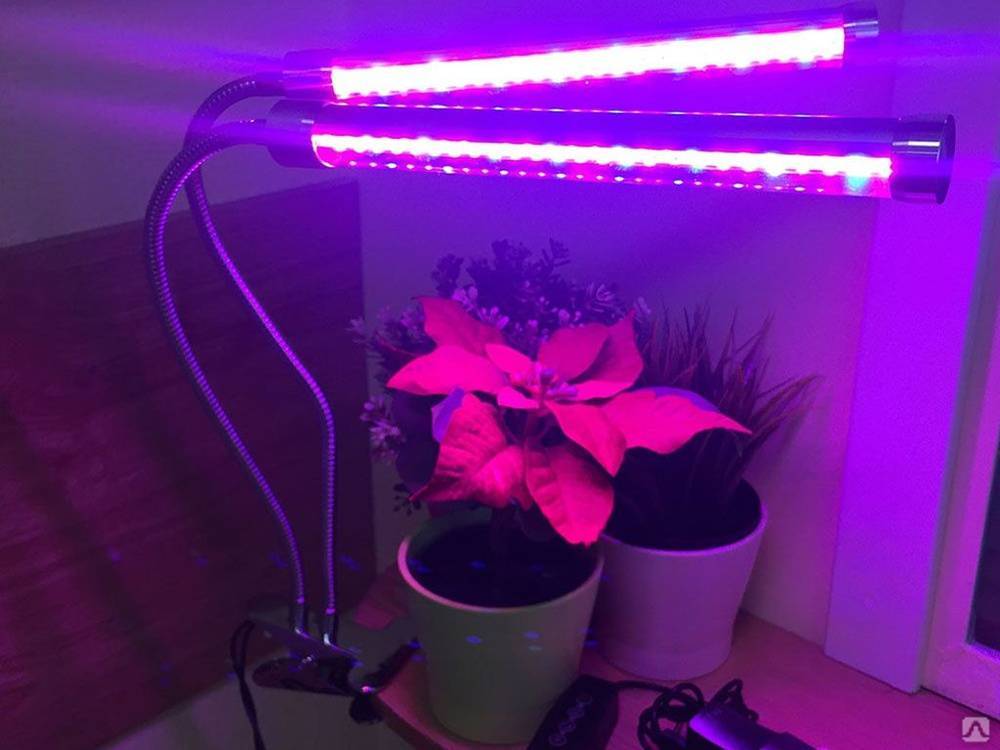 Лампы для растений: какие бывают и для чего нужны