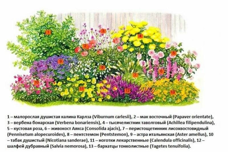 Цветник непрерывного цветения из многолетников: как создать, схемы, фото