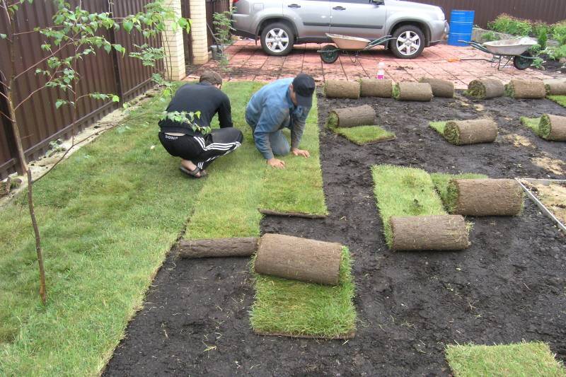 Как сделать газон на даче своими руками: выбор травы для газона на даче и рекомендации