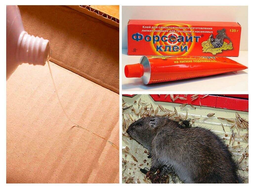 Как эффективно избавиться от мышей в частном доме навсегда?